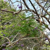 Jacaranda mimosifolia D.Don